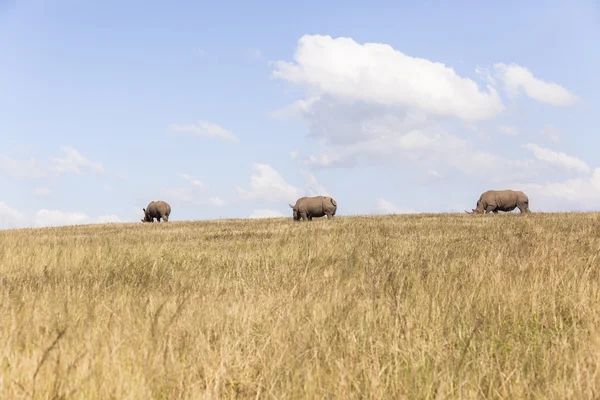 Rhino Three Wildlife Landscape — Stock Photo, Image