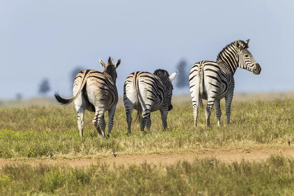 Três Vida Selvagem de Zebra — Fotografia de Stock