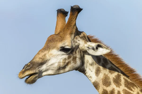 Giraffenkopf — Stockfoto