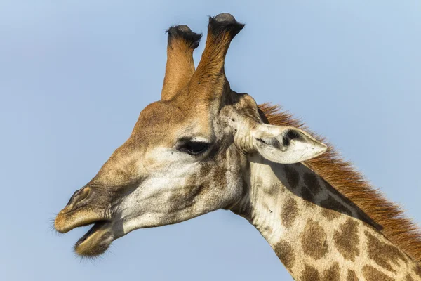 Giraffenkopf — Stockfoto