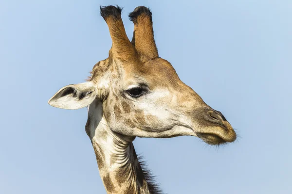 Giraffe Head — Stock Photo, Image