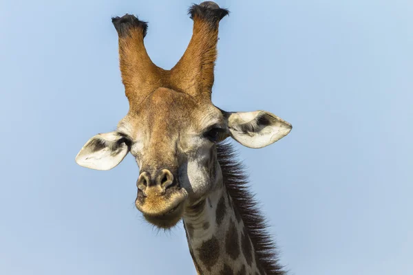 Giraffe Head — Stock Photo, Image