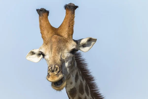 Giraffenkopf — Stockfoto