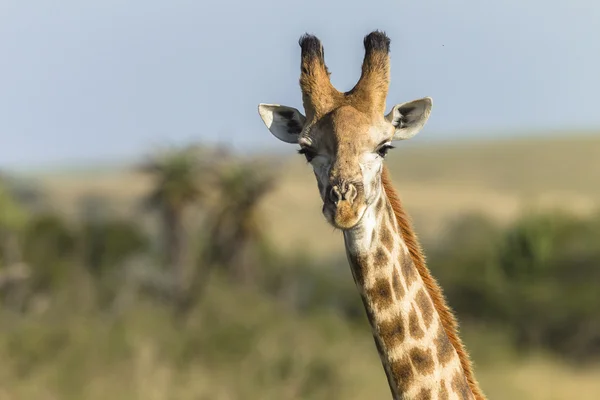 Giraffenkopf — Stockfoto