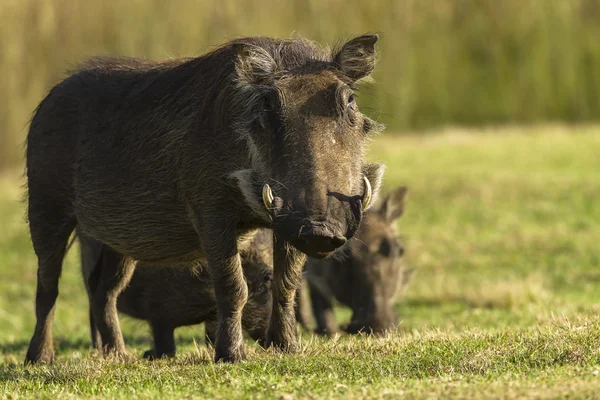 Warthogs Wildlife — Stock Photo, Image