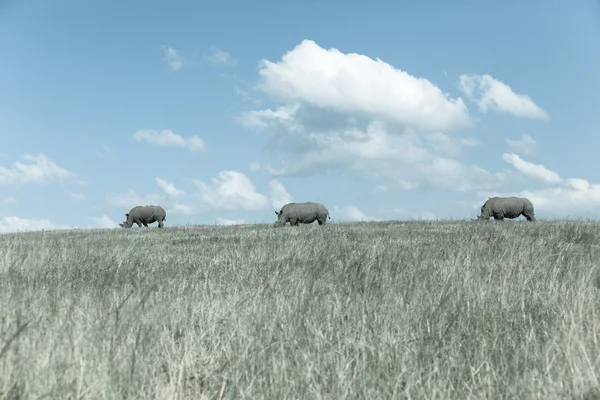 Rhino's Landscape — Stock Photo, Image