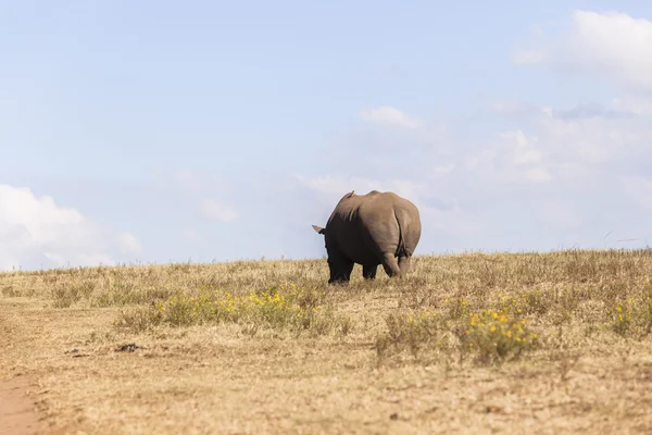 Rhino krajina — Stock fotografie