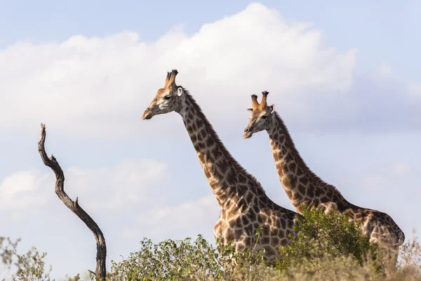 Жирафы два диких животных — стоковое фото