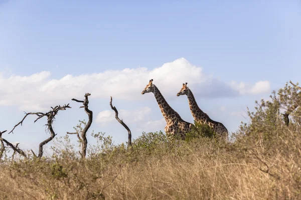 Жирафы два пейзажа — стоковое фото