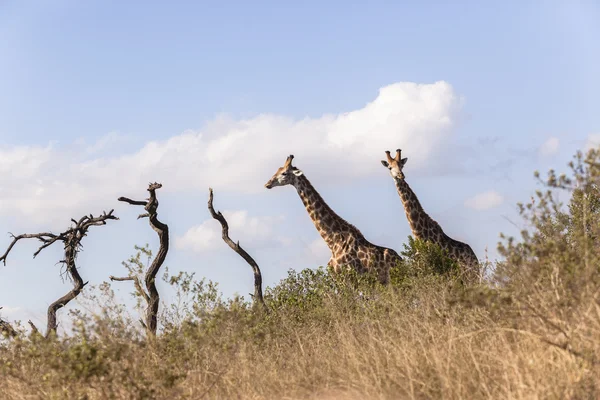 Giraffes Two Africa — Stock Photo, Image