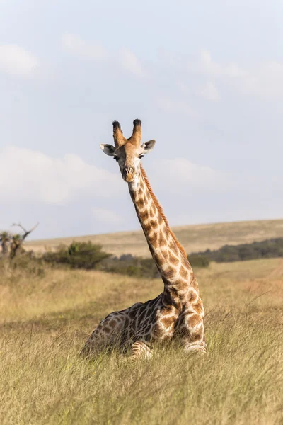 Zürafa oturma Afrika — Stok fotoğraf