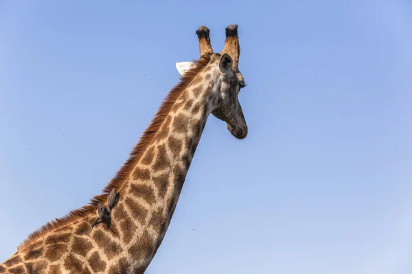 Giraffenvogelverwandtschaft — Stockfoto