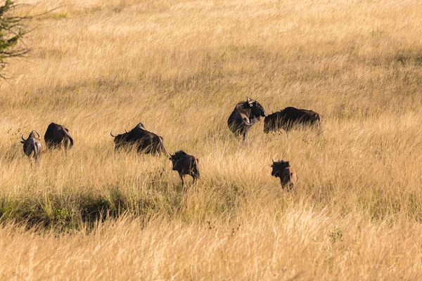 Animali Wildebeest Fauna selvatica — Foto Stock