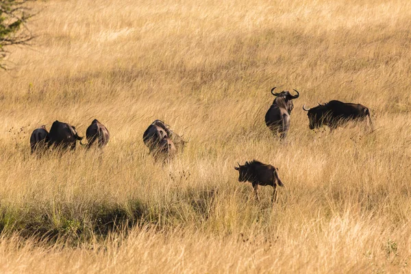 Wildebeest Animales Vida silvestre —  Fotos de Stock