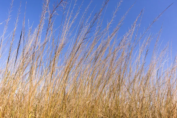 Krajobraz niebieski trawa — Zdjęcie stockowe