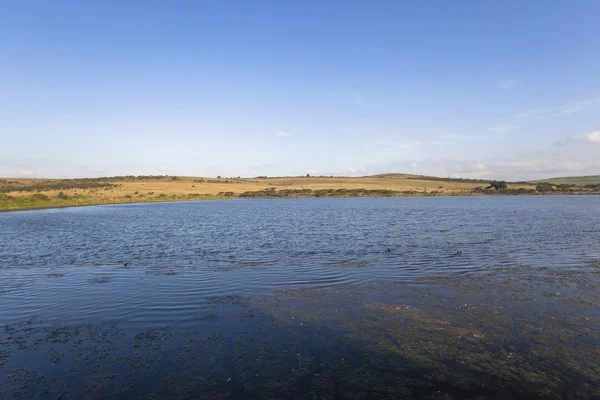 Nature sauvage des terres humides du lac — Photo