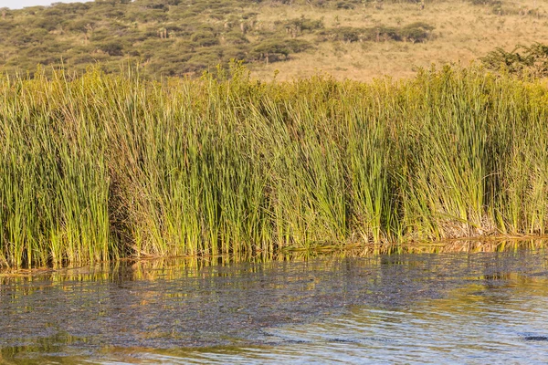 Våtmark vassen vildmark — Stockfoto