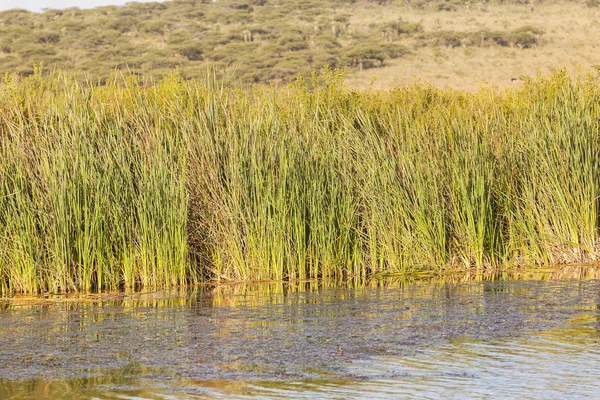 湿地のアシの荒野 — ストック写真