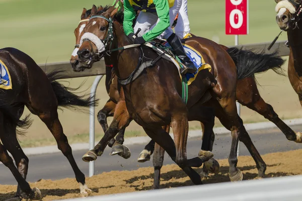 Horse racing åtgärder — Stockfoto