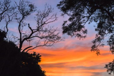 Günbatımı gökyüzü ağaçlar renk kontrast