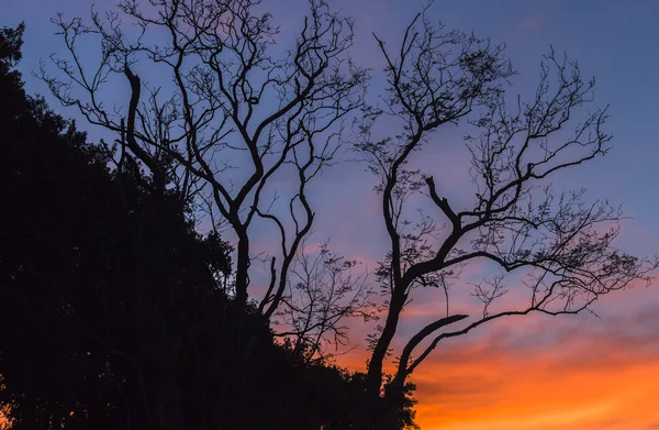 Árboles del cielo puesta del sol Contraste de color —  Fotos de Stock