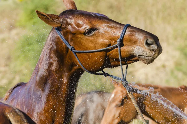 Mytí koně — Stock fotografie