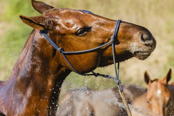 馬洗い — ストック写真