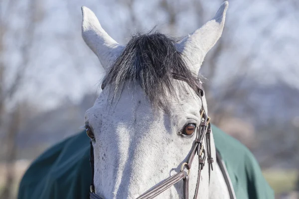 Pferd — Stockfoto