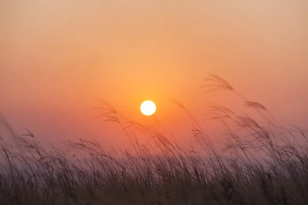Sunset Grass Horizon — Stock Photo, Image