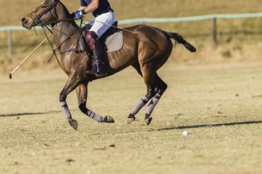 Polo Horse Rider Action Abstract
