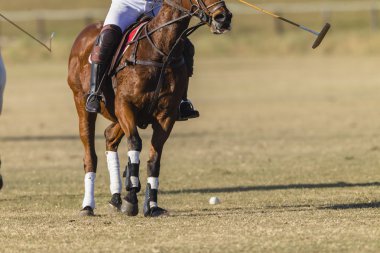 Polo Horse Rider Action Abstract