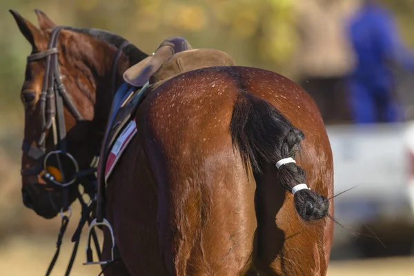 Polo-Pferd-Pony — Stockfoto