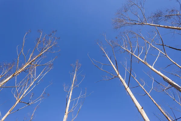 Ağaçlar kuru soyut — Stok fotoğraf