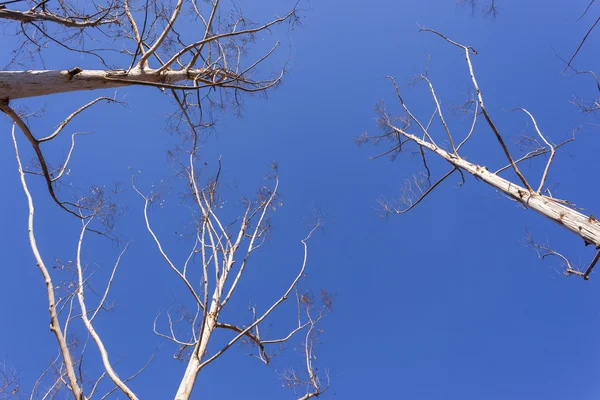 Trees Dry Blue Sky — Stock Photo, Image