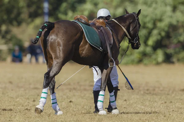 Reiter zu Fuß Polocrosse — Stockfoto