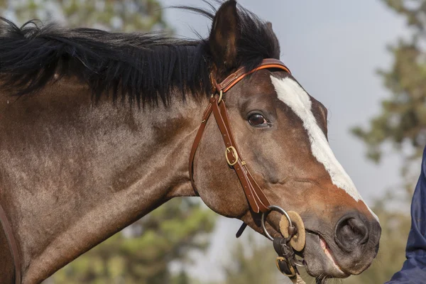 Garanhão-cavalo — Fotografia de Stock