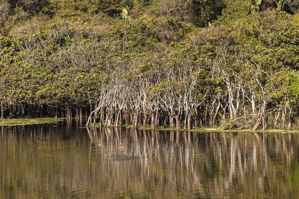 Rivière Lagune Mangrove Arbres — Photo