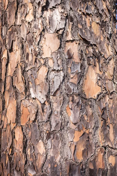 Tree Wood Skin Bark Texture — Stock Photo, Image