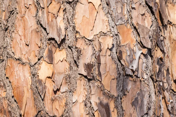 Texturou kůry stromu dřevo kůže — Stock fotografie