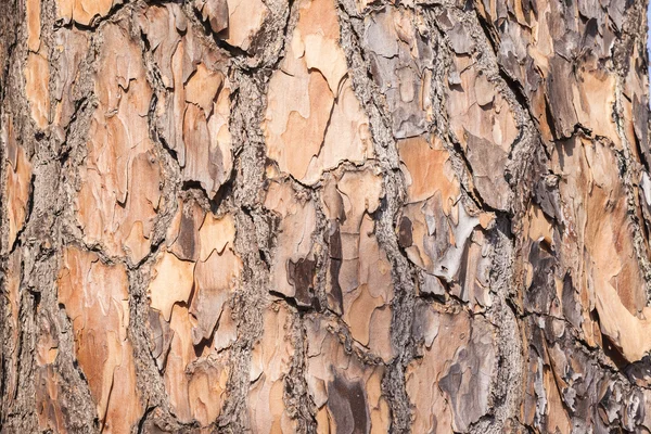 Texturou kůry stromu dřevo kůže — Stock fotografie