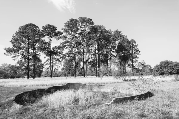 Ruinen von Landschaftsbäumen — Stockfoto