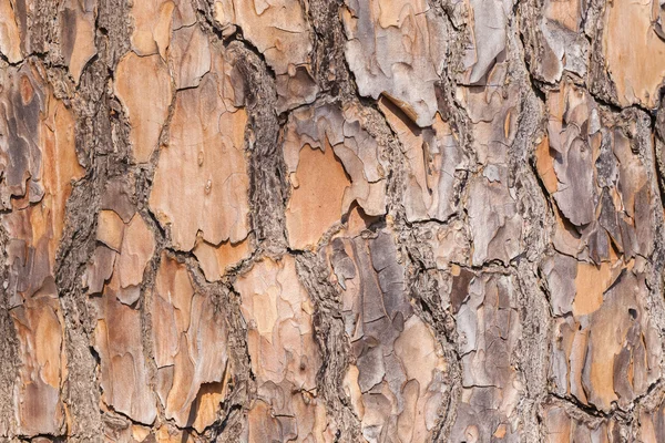 Tree Wood Skin Bark Texture — Stock Photo, Image