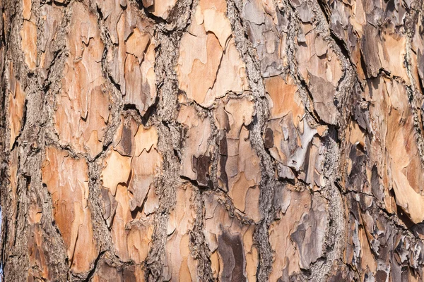 Texturou kůry stromu dřevo kůže — Stock fotografie