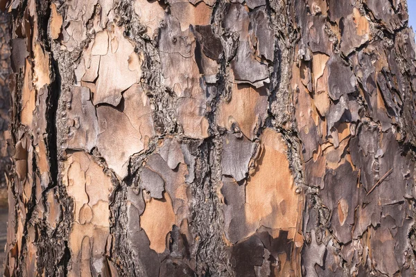 Detail Baumrinde — Stockfoto