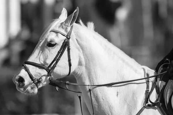 Cheval cavalier saut d'obstacles Action — Photo