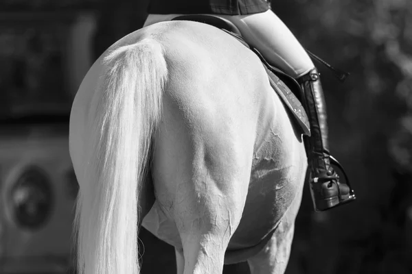 Horse Rider verzorgen springconcours — Stockfoto