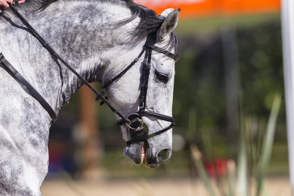 Caballo — Foto de Stock