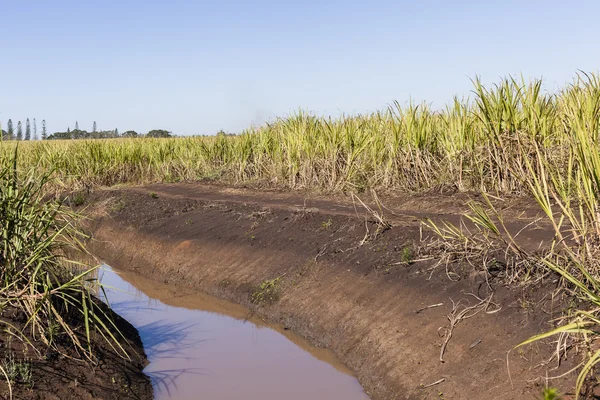 Farm Water Crops — Stock Photo, Image