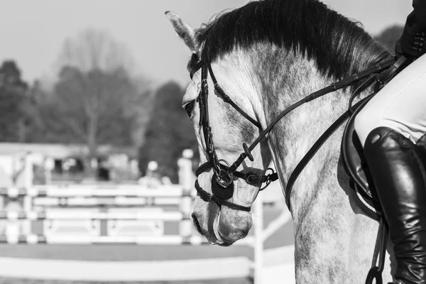 Paard hoofd Paardensport Vintage — Stockfoto