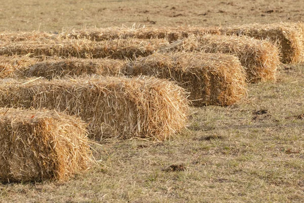 Fardos de relva de gado agrícola — Fotografia de Stock